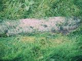image of grave number 622534